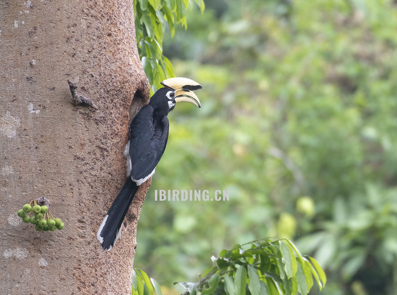 冠斑犀鸟 Oriental Pied Hornbill