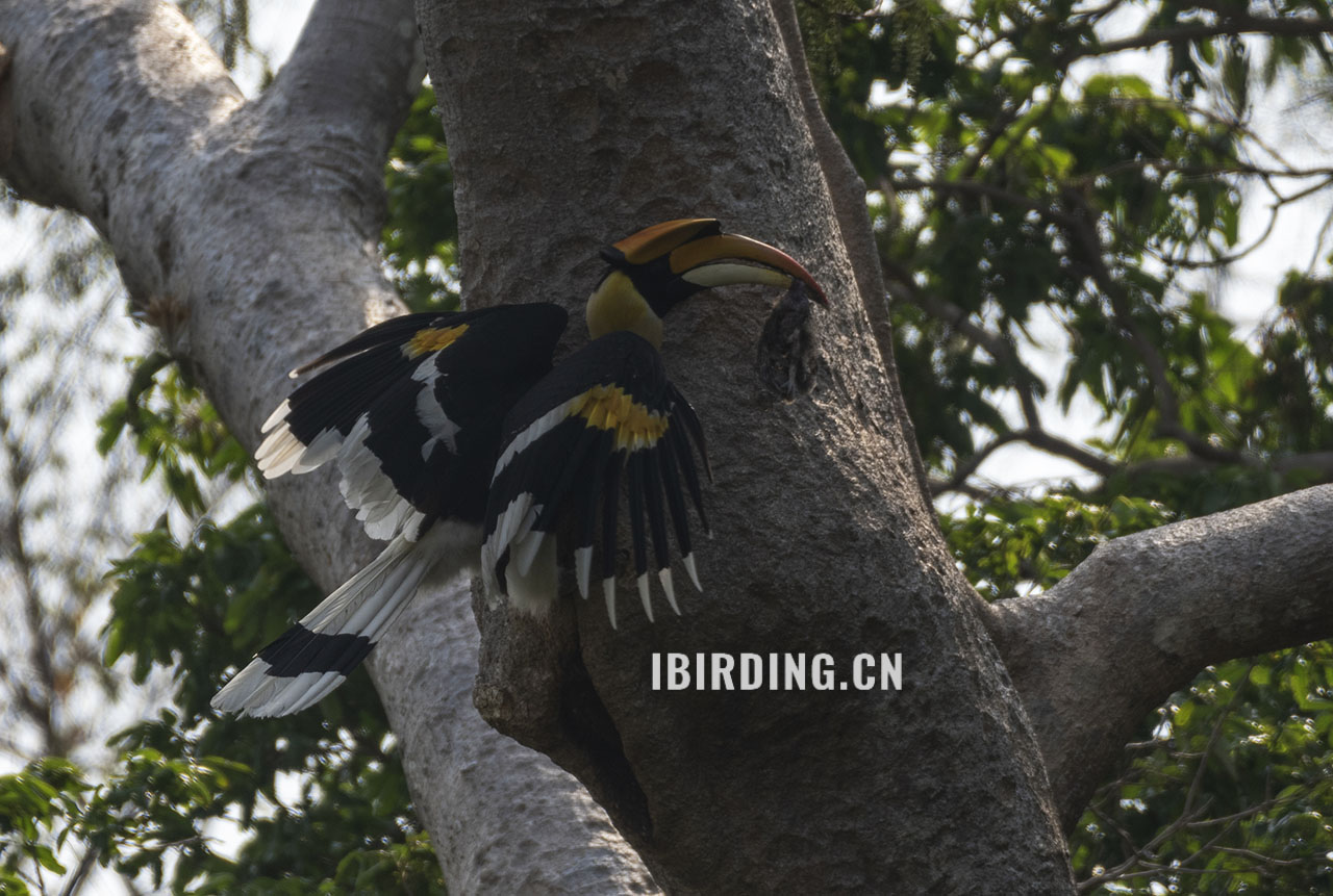 双角犀鸟 Great Pied Hornbill