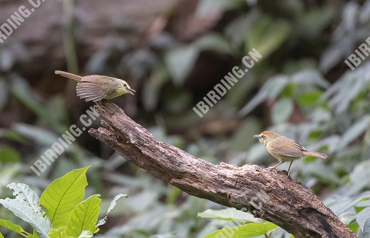 纹胸巨鹛 PIN-STRIPED TIT-BABBLER