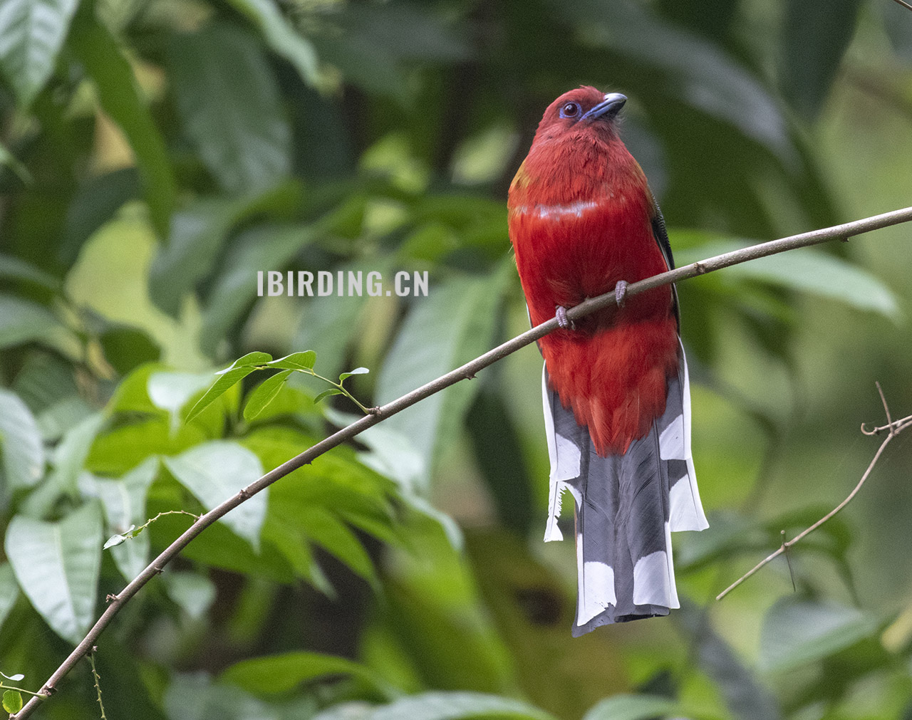 红头咬鹃 Red-headed Trogon