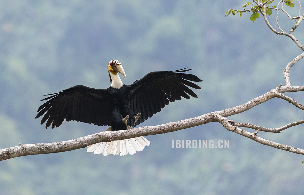 花冠皱盔犀鸟 Wreathed Hornbill