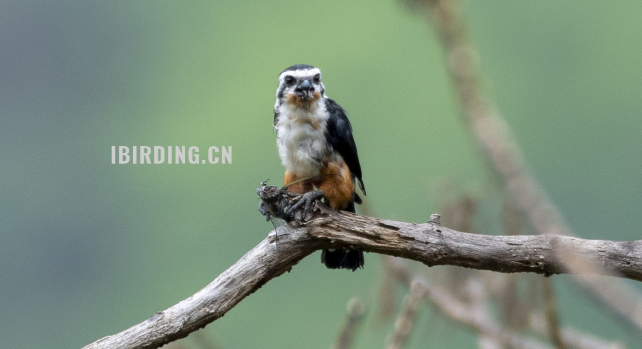 红腿小隼 Collared Falconet