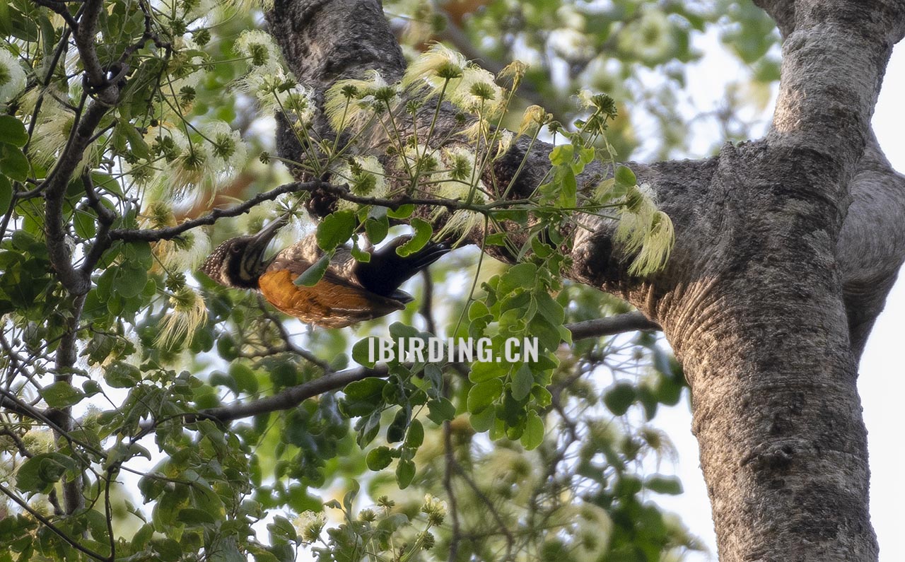 大金背啄木鸟 Greater Flameback