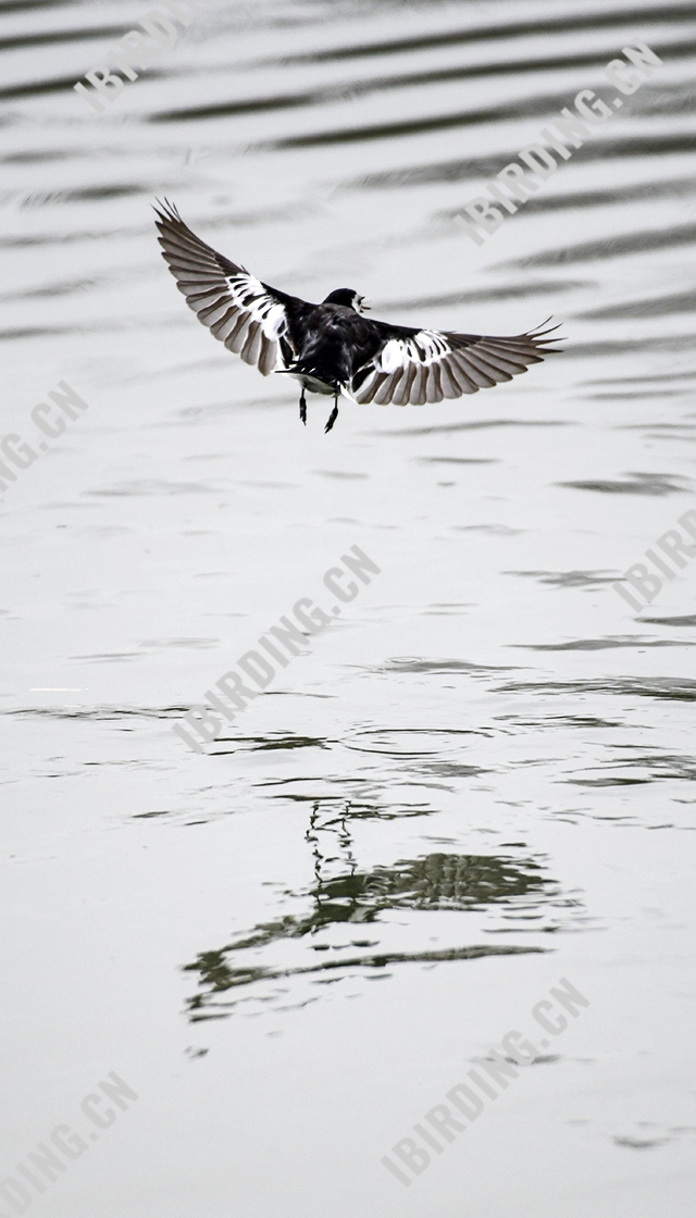 白鹡鸰 White Wagtail