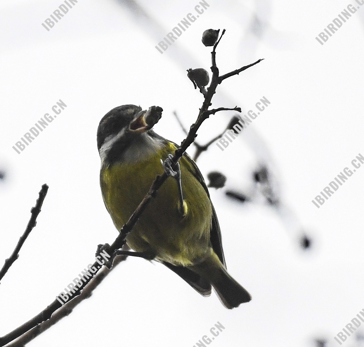 黄腹山雀 Yellow-bellied Tit