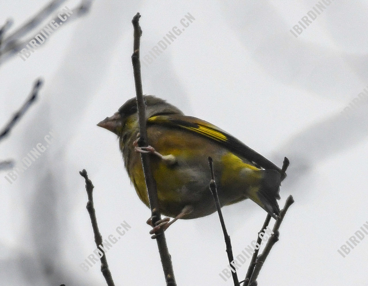 金翅[雀] Grey-capped Greenfinch