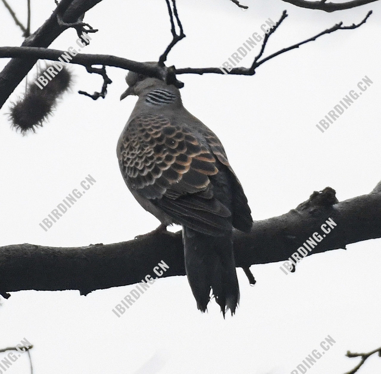 山斑鸠 Oriental Turtle Dove