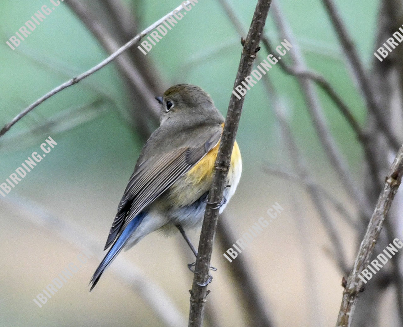 红胁蓝尾鸲 Orange-flanked Bush-Robin