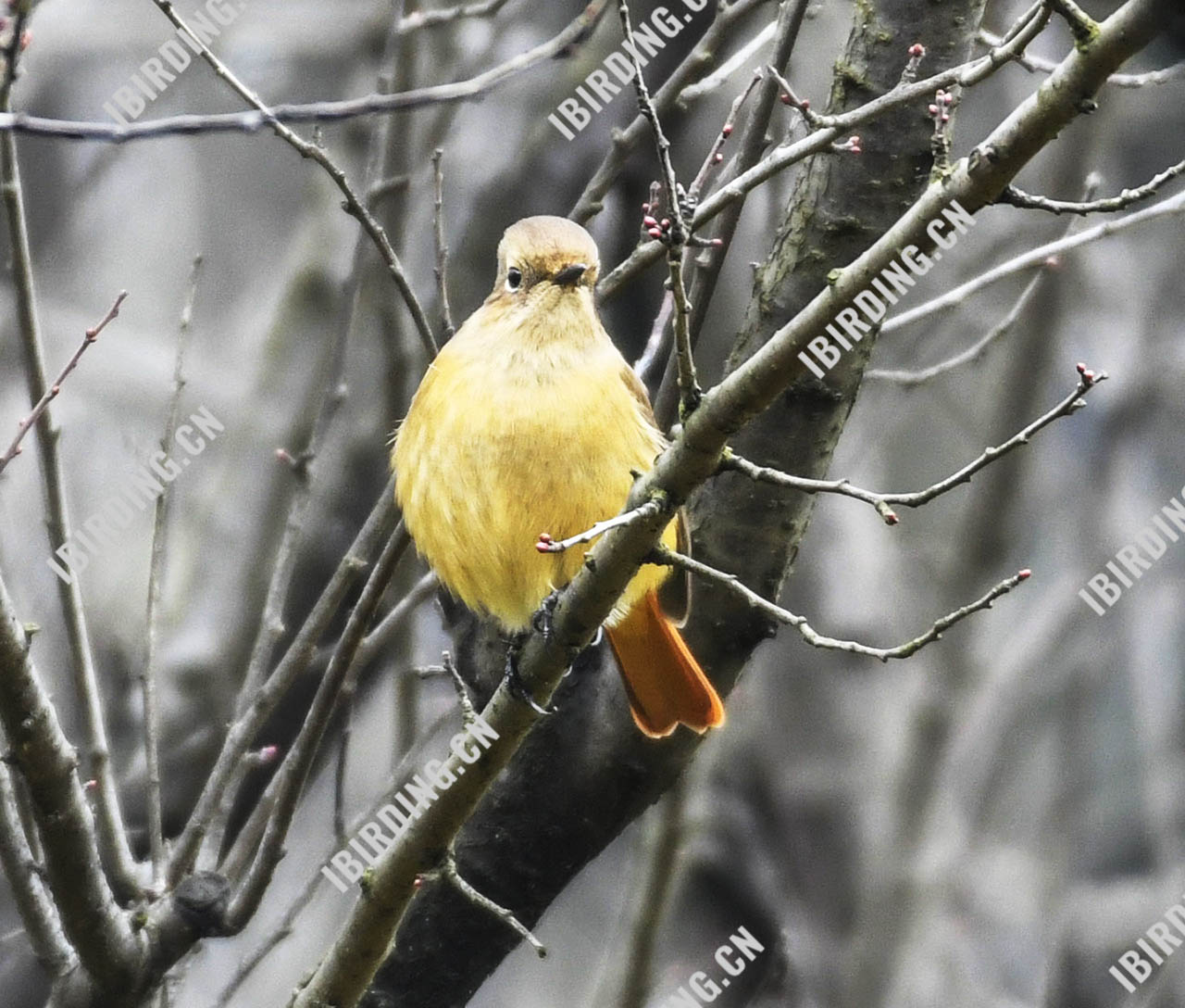 蓝额红尾鸲 Blue-fronted Redstart