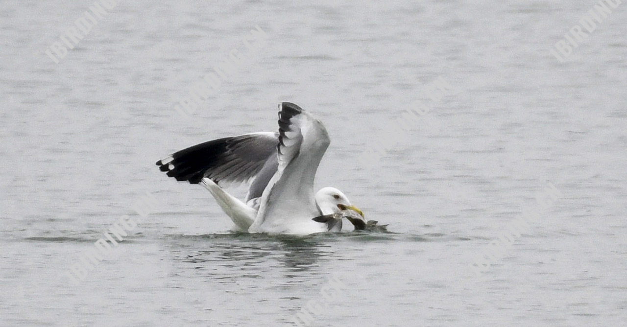 银鸥 Herring Gull