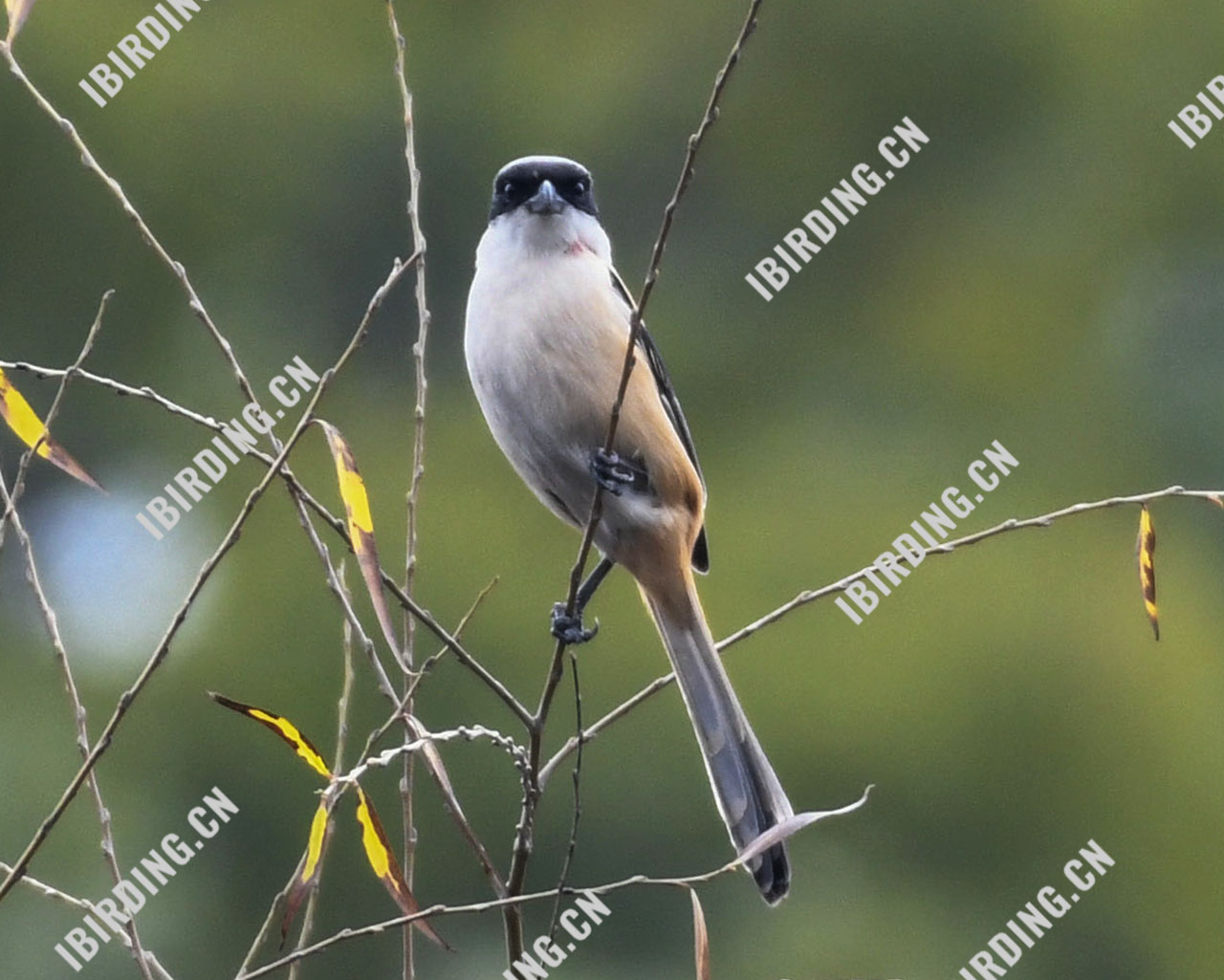 棕背伯劳 Long-tailed Shrike