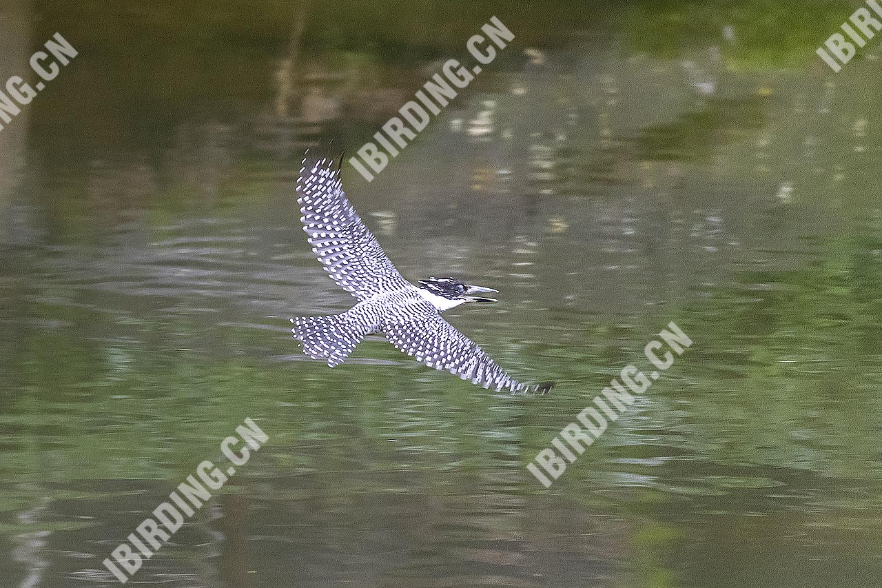 冠鱼狗 Crested Kingfisher