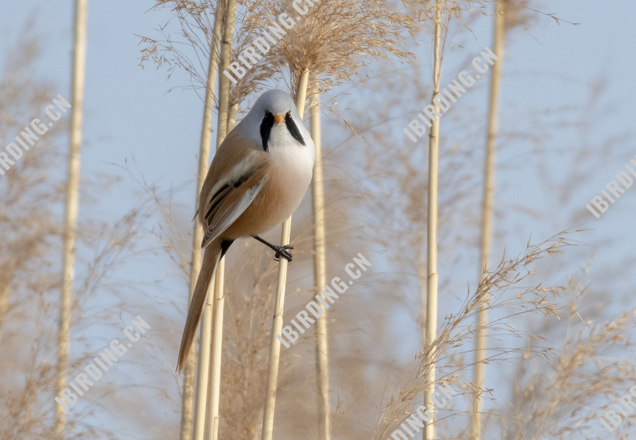 文须雀 Bearded Parrotbill