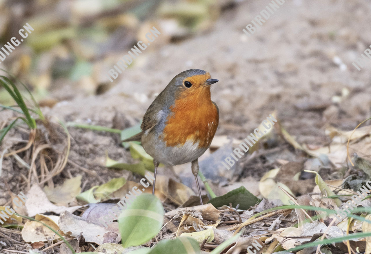 欧亚鸲 European Robin