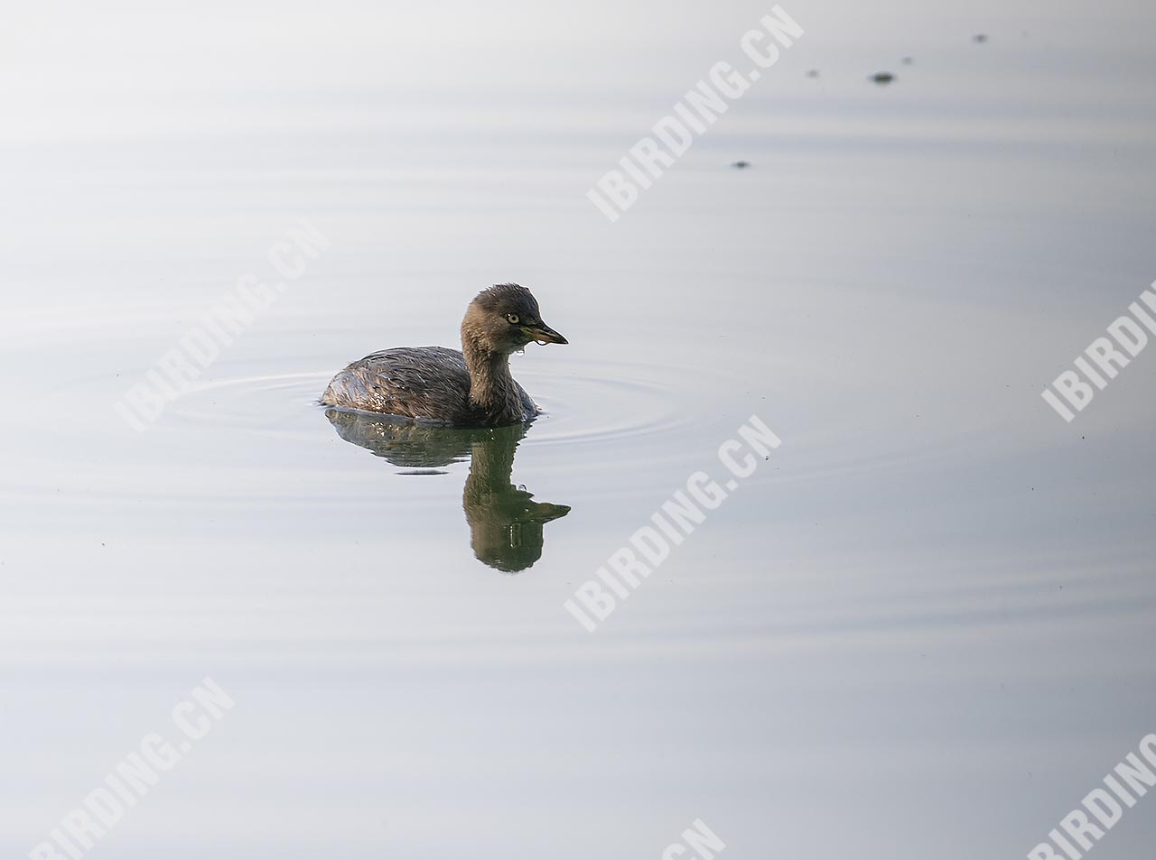 小䴙䴘 Little Grebe