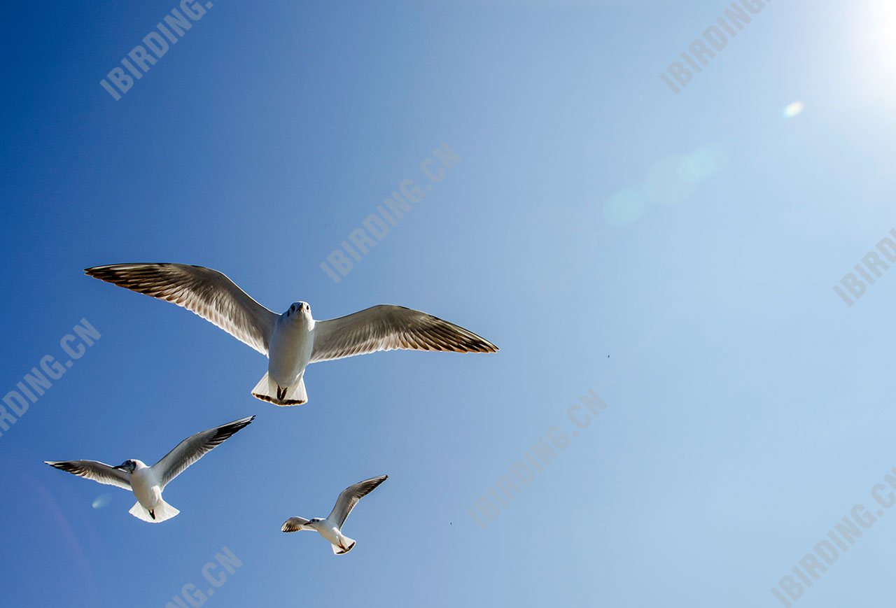 红嘴鸥 Common Black-headed Gull