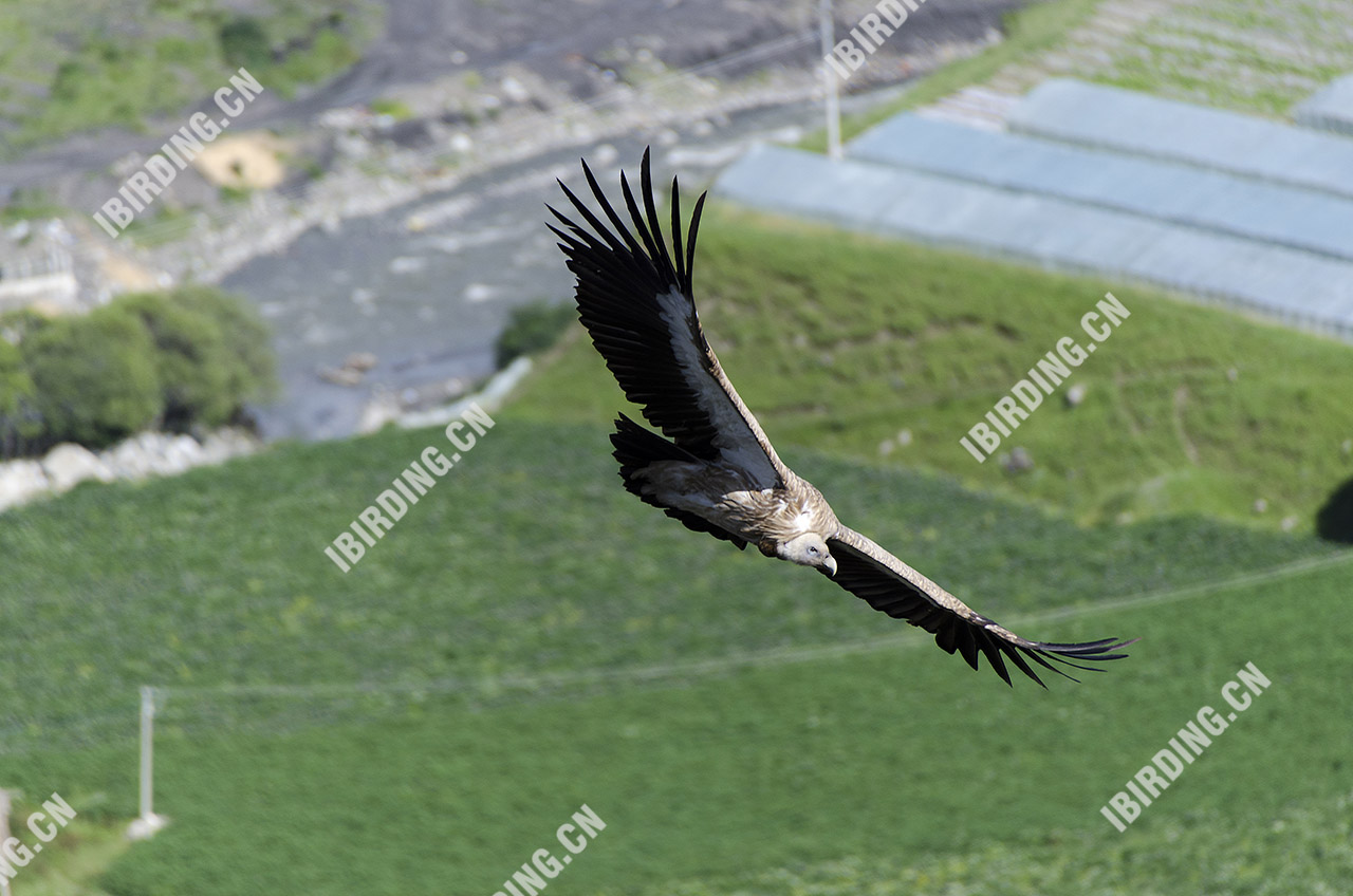 高山兀鹫 Himalayan Griffon