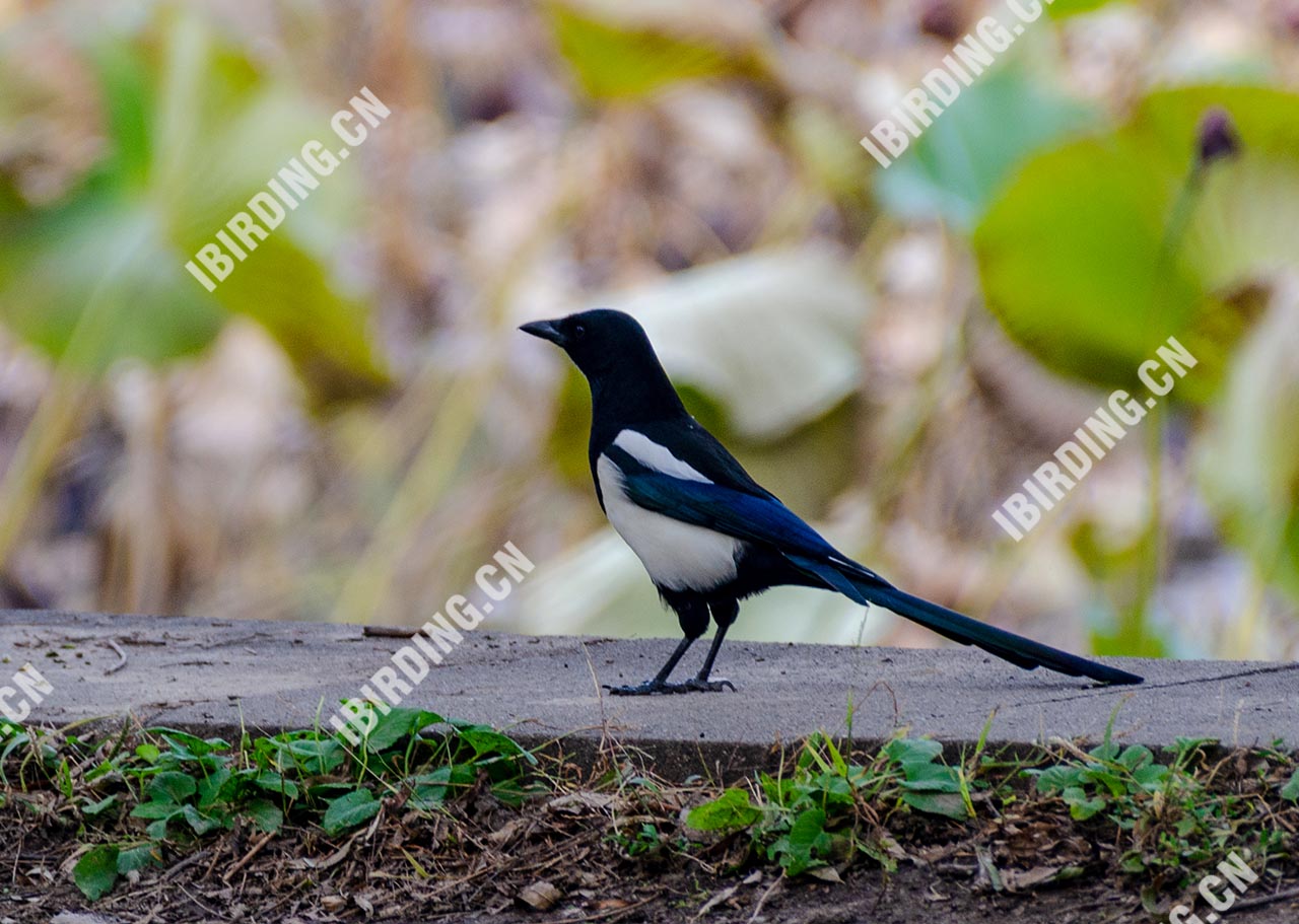 喜鹊 Black-billed Magpie