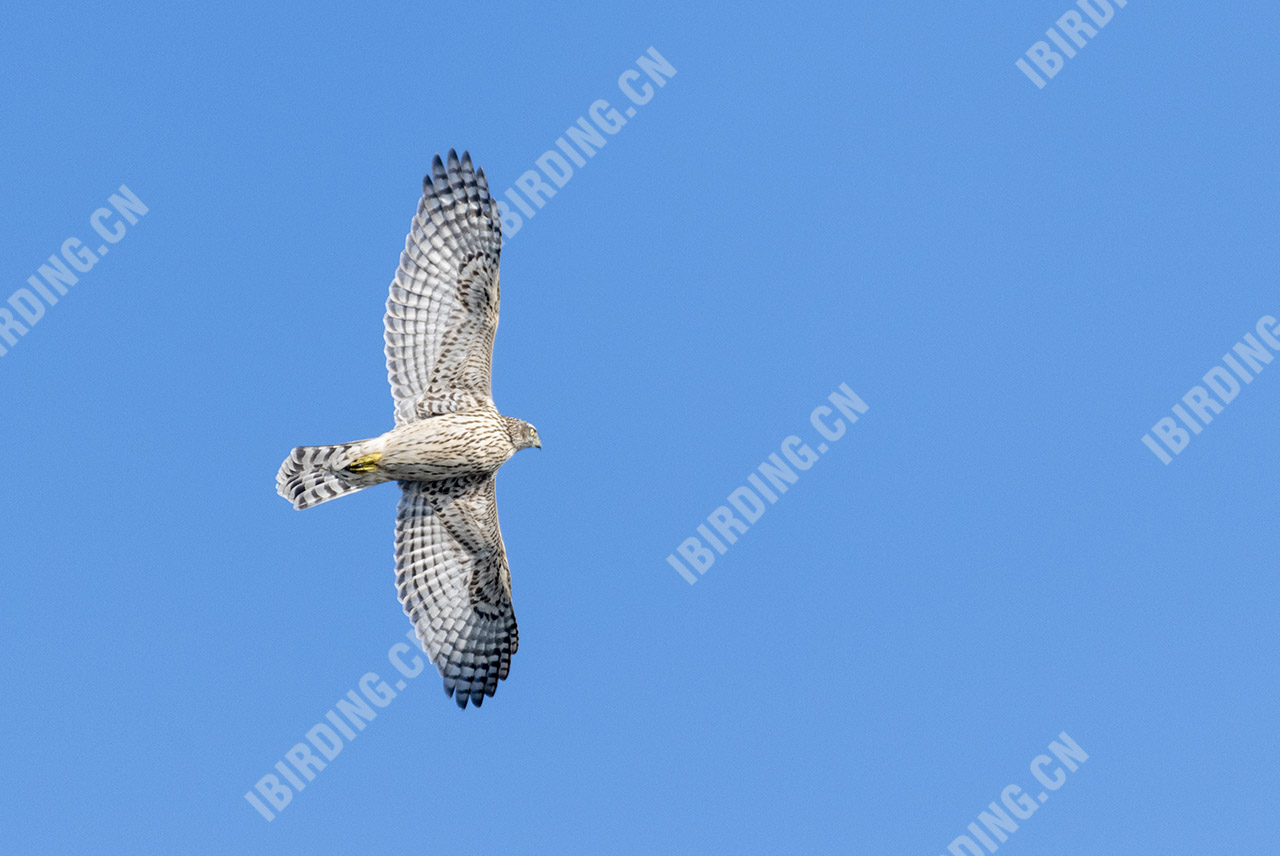 苍鹰 Northern Goshawk