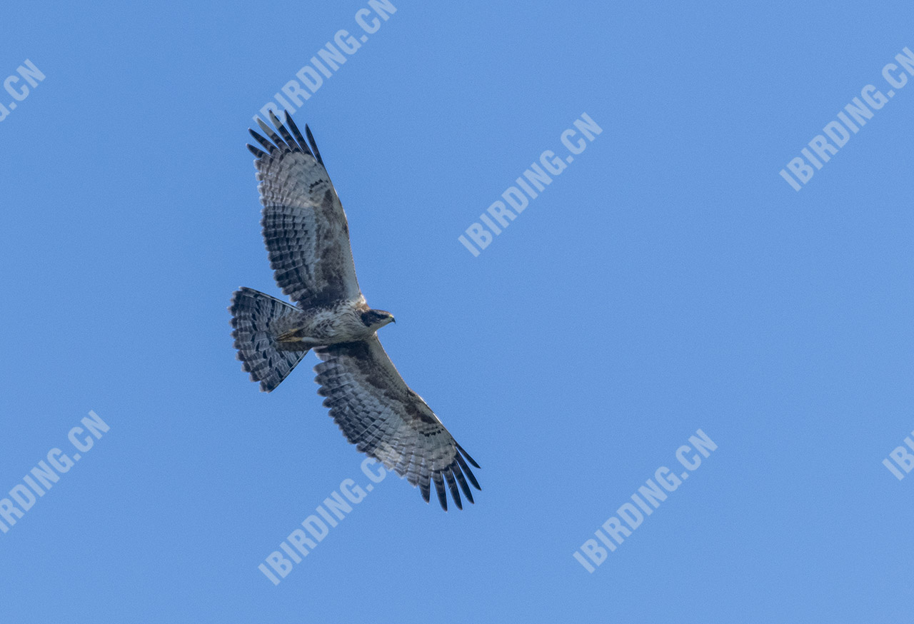 凤头蜂鹰 Oriental Honey-buzzard