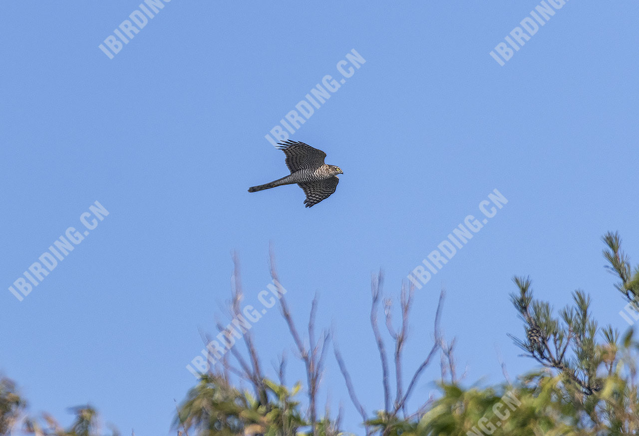 雀鹰 Eurasian Sparrowhawk
