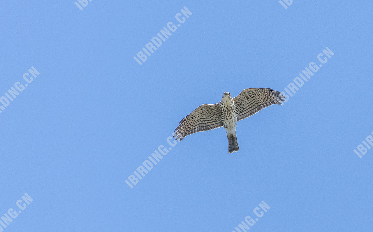 日本松雀鹰 Japanese Sparrowhawk