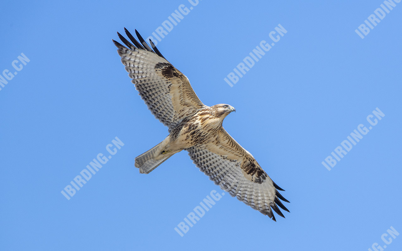 普通鵟 Common Buzzard