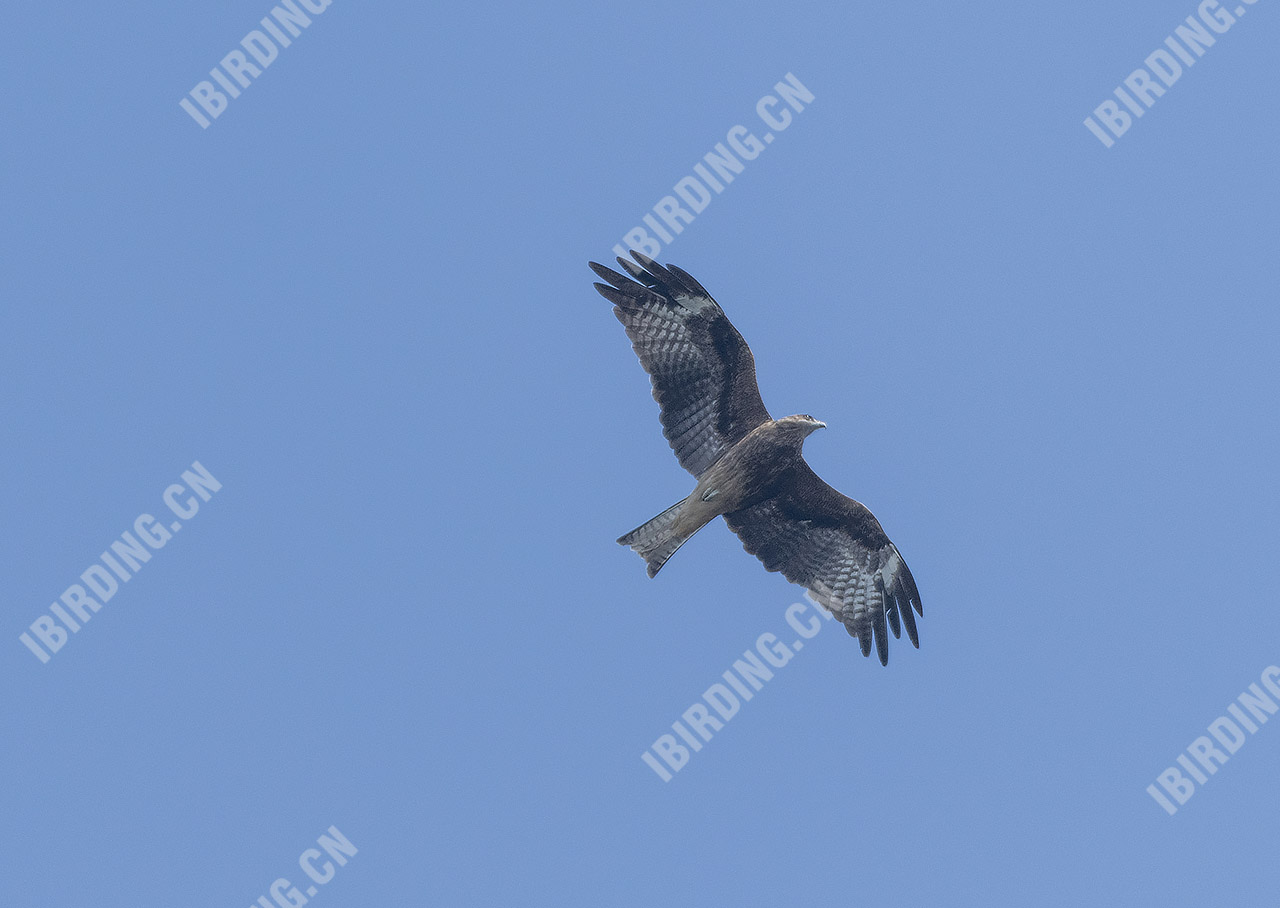 黑鸢 Black Kite