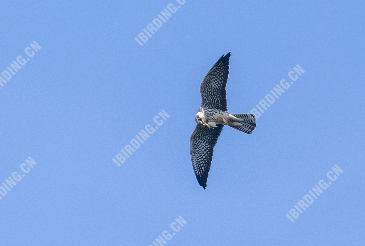 红脚隼 Red-footed Falcon