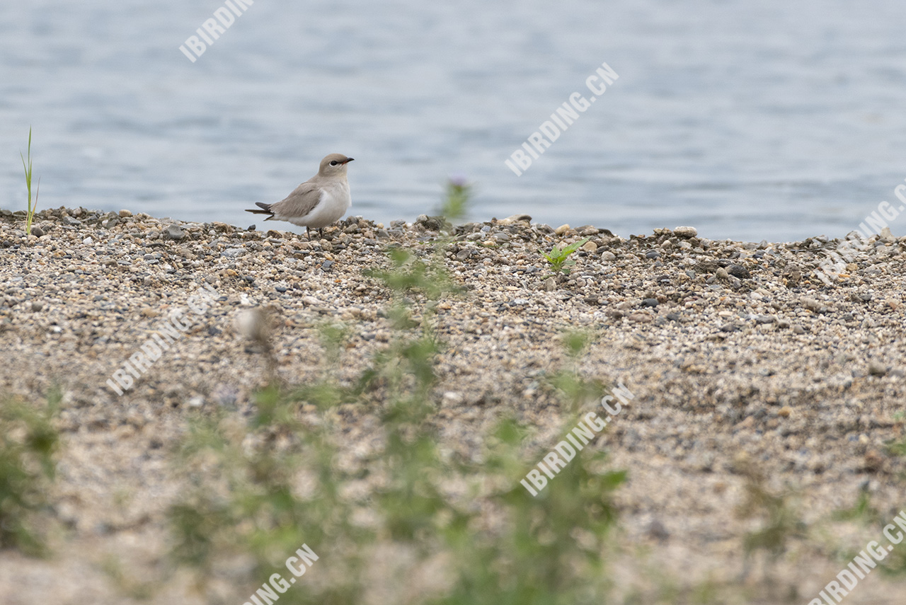 灰燕鸻 Small Pratincole