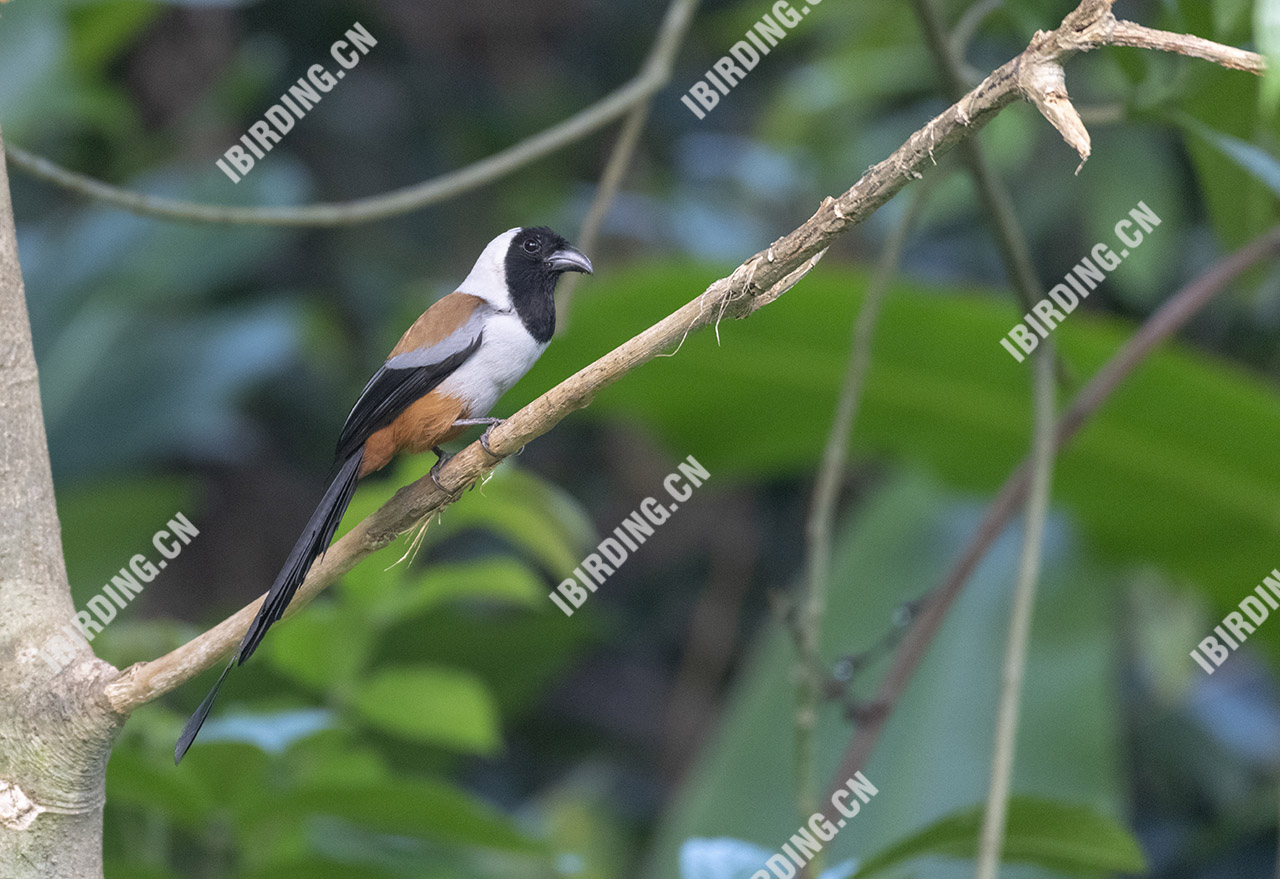 黑额树鹊 Collared Treepie