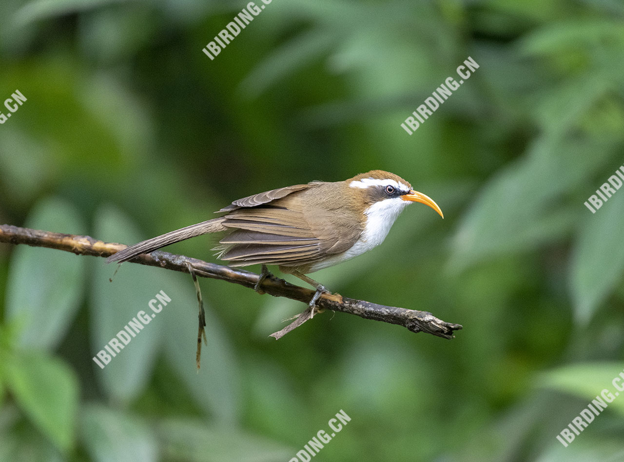 棕头钩嘴鹛 Red-billed Scimitar-Babbler