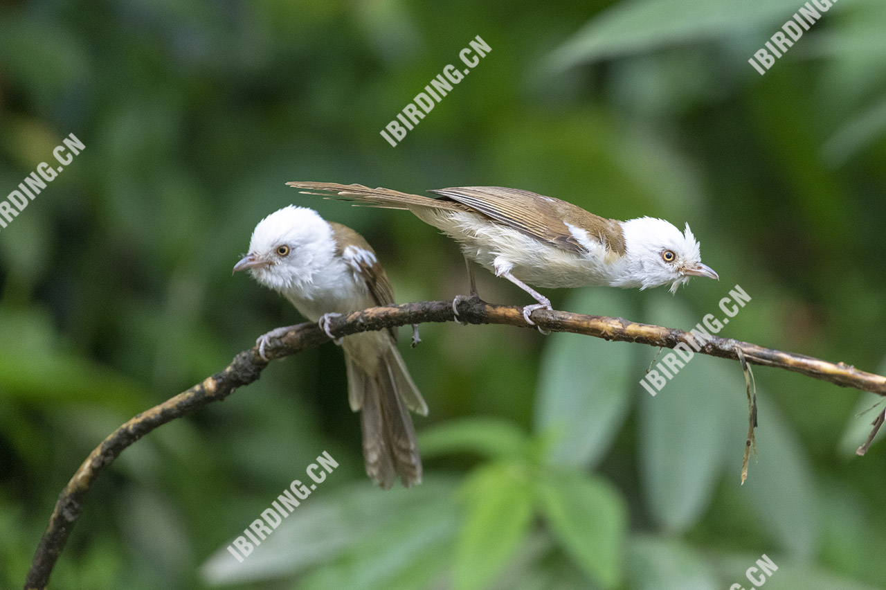 白头鵙鹛 White-hooded Shrike Babbler