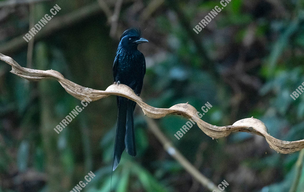 大盘尾 Greater Racket-tailed Drongo