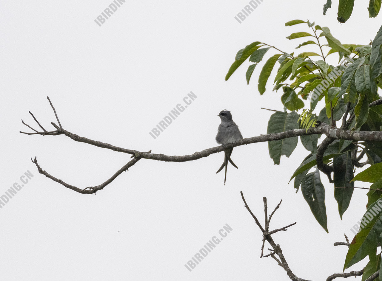 凤头树燕 Crested Treeswift