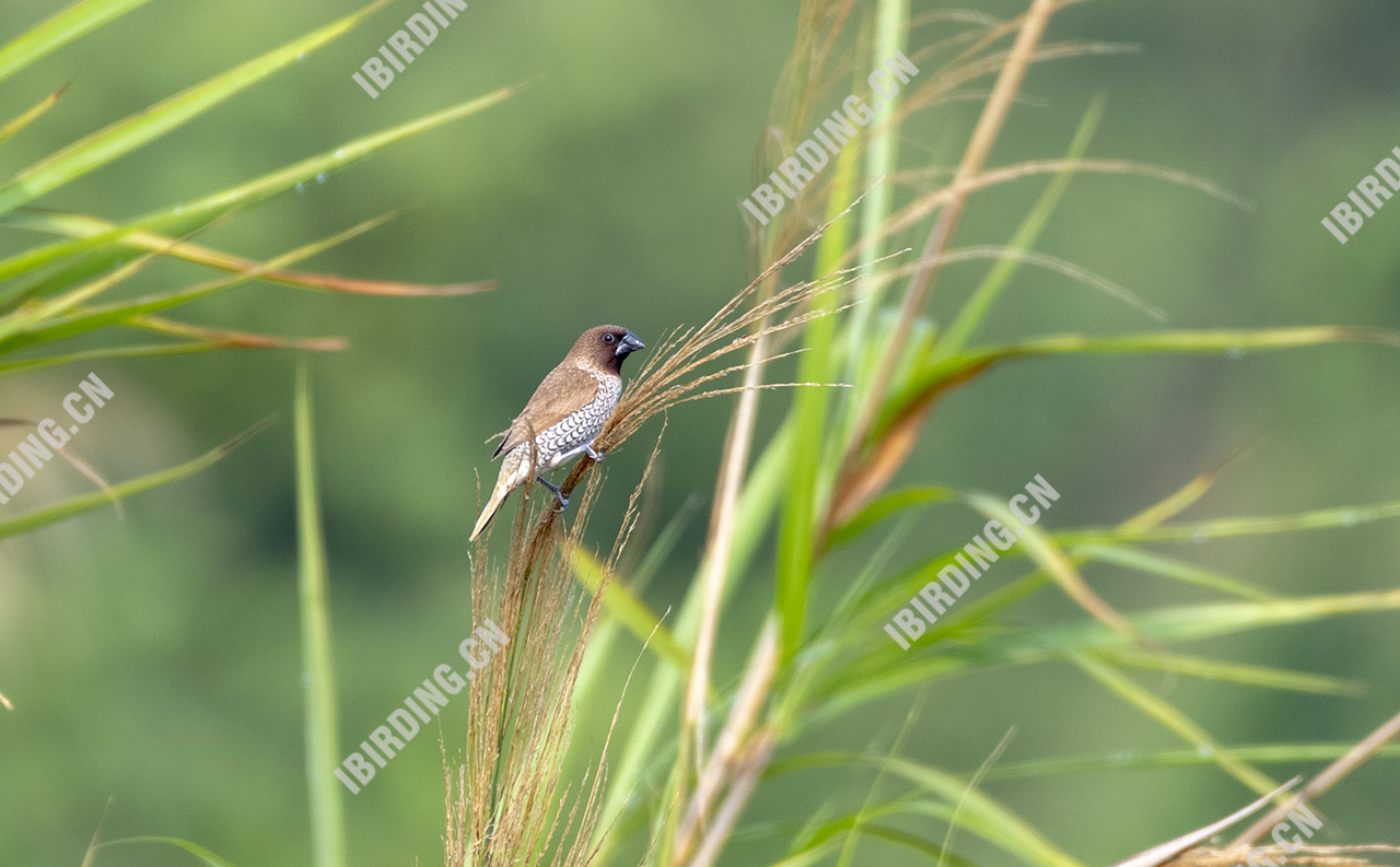 斑文鸟 Scaly-breasted Munia