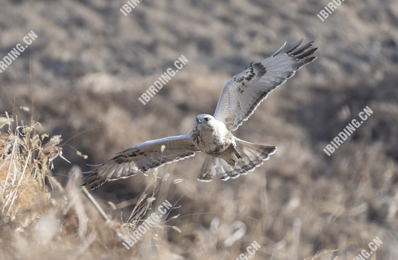 毛脚鵟 Rough-legged Buzzard