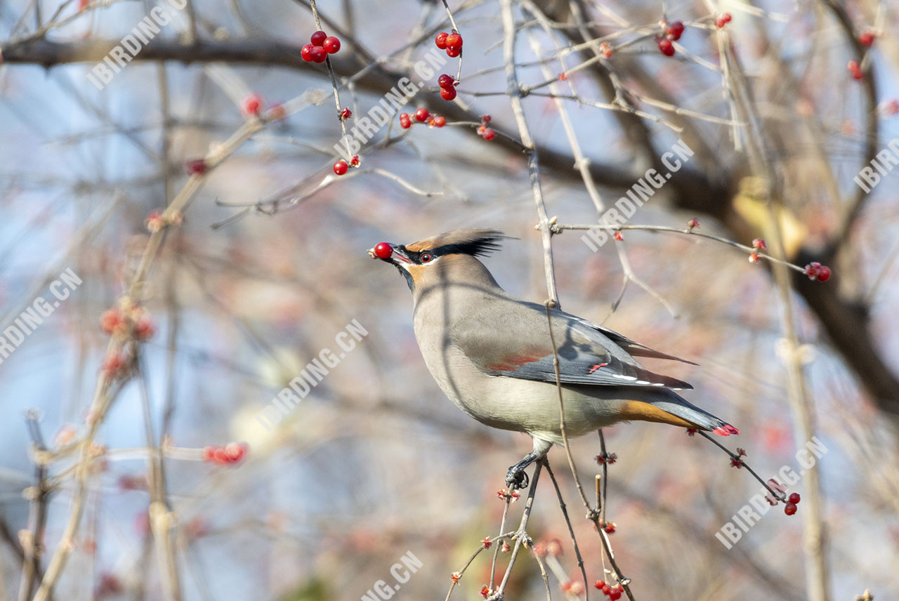 小太平鸟 Japanese Waxwing