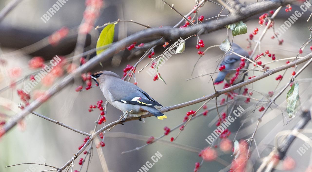 太平鸟 Bohemian Waxwing