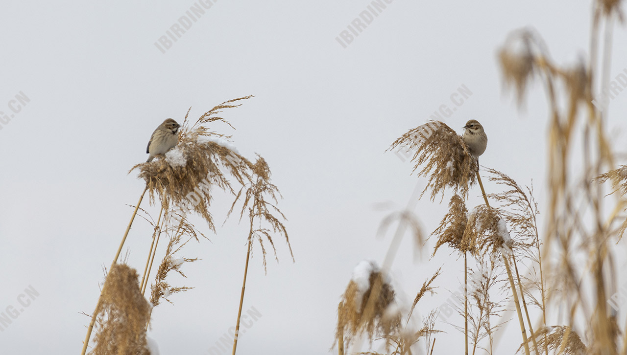 苇鹀 Pallas's Bunting