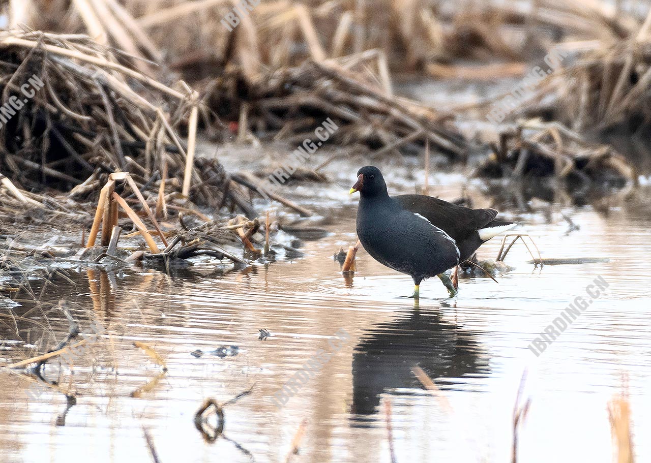 黑水鸡 Common Moorhen