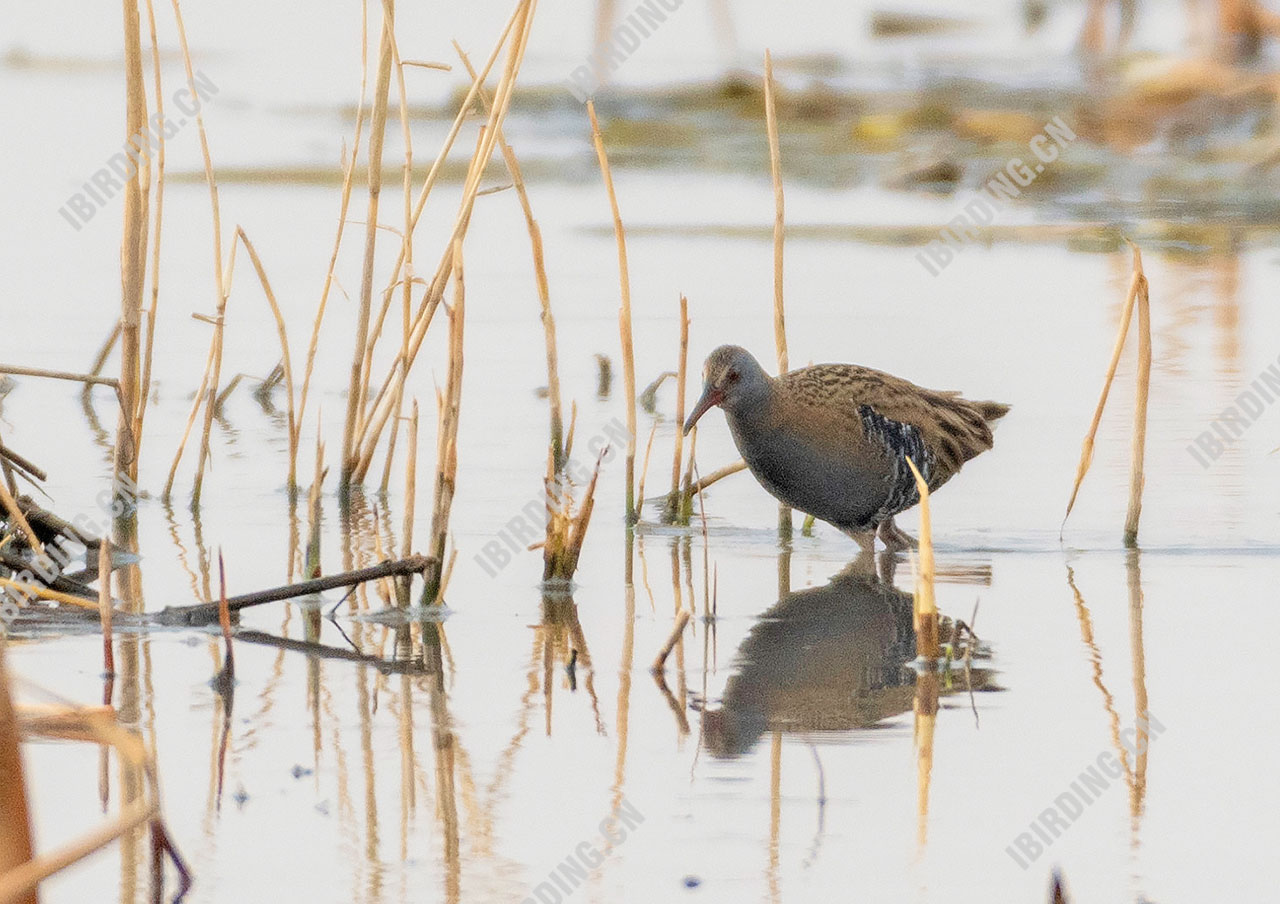 西方秧鸡 Water Rail