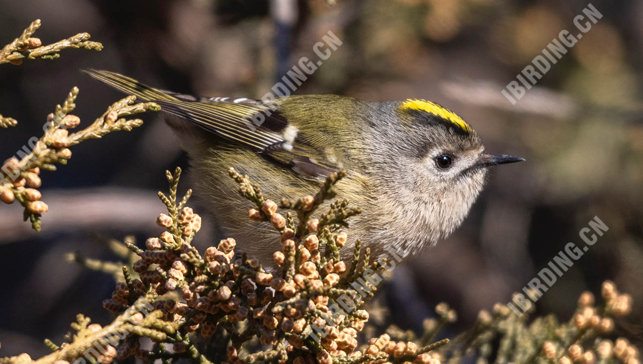 戴菊 Goldcrest