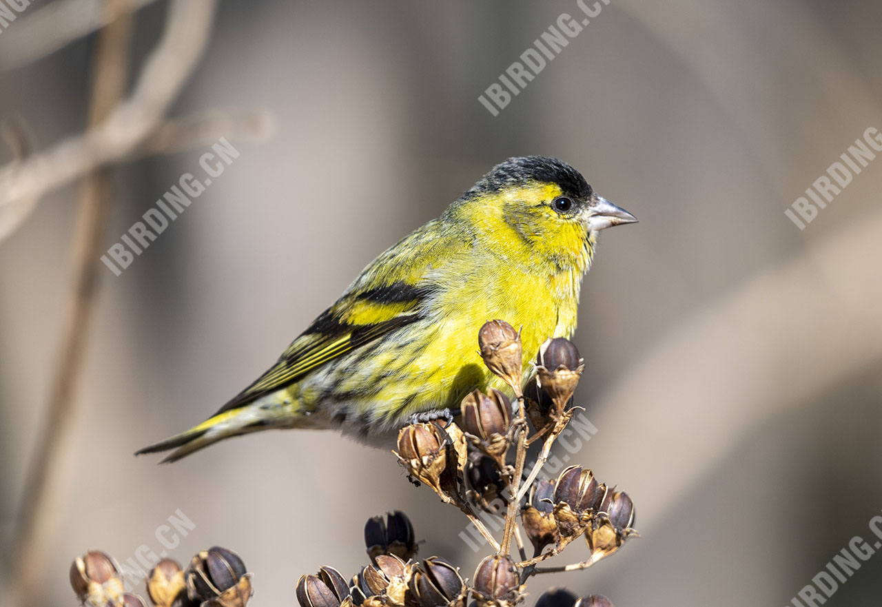 黄雀 Eurasian Siskin