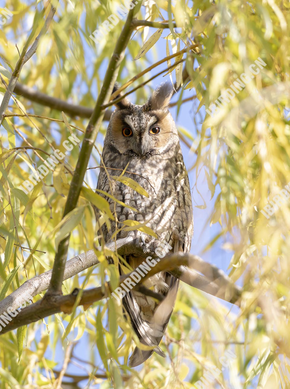 长耳鸮 Long-eared Owl