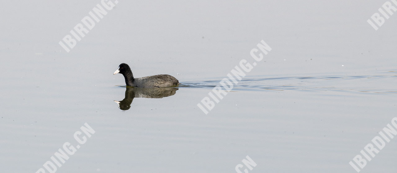 骨顶鸡 Common Coot