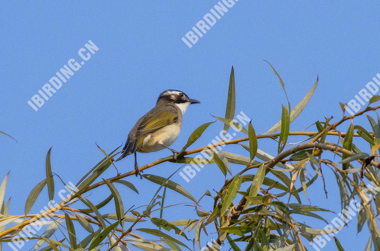 白头鹎 Light-vented Bulbul