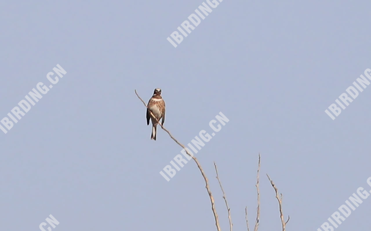 白头鹀 Pine Bunting