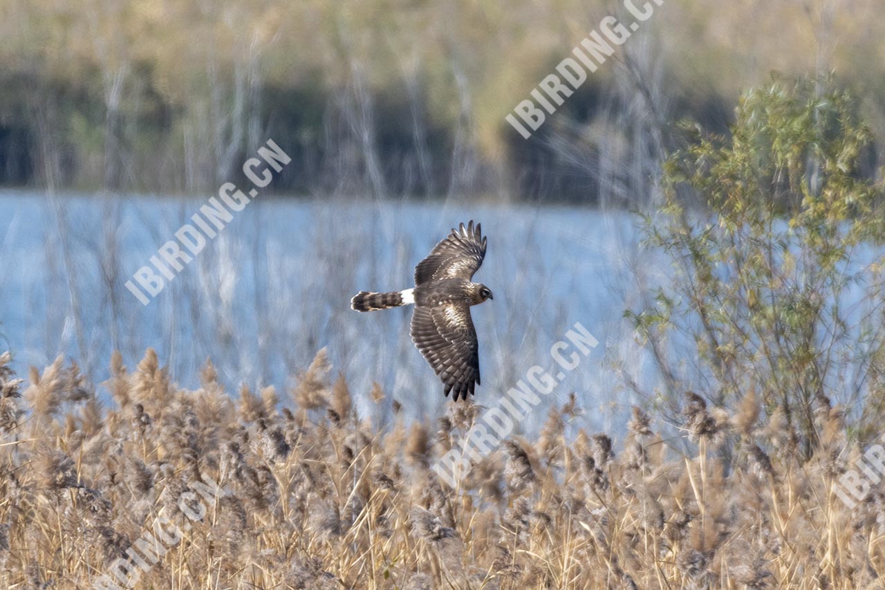 白尾鹞 Northern Harrier