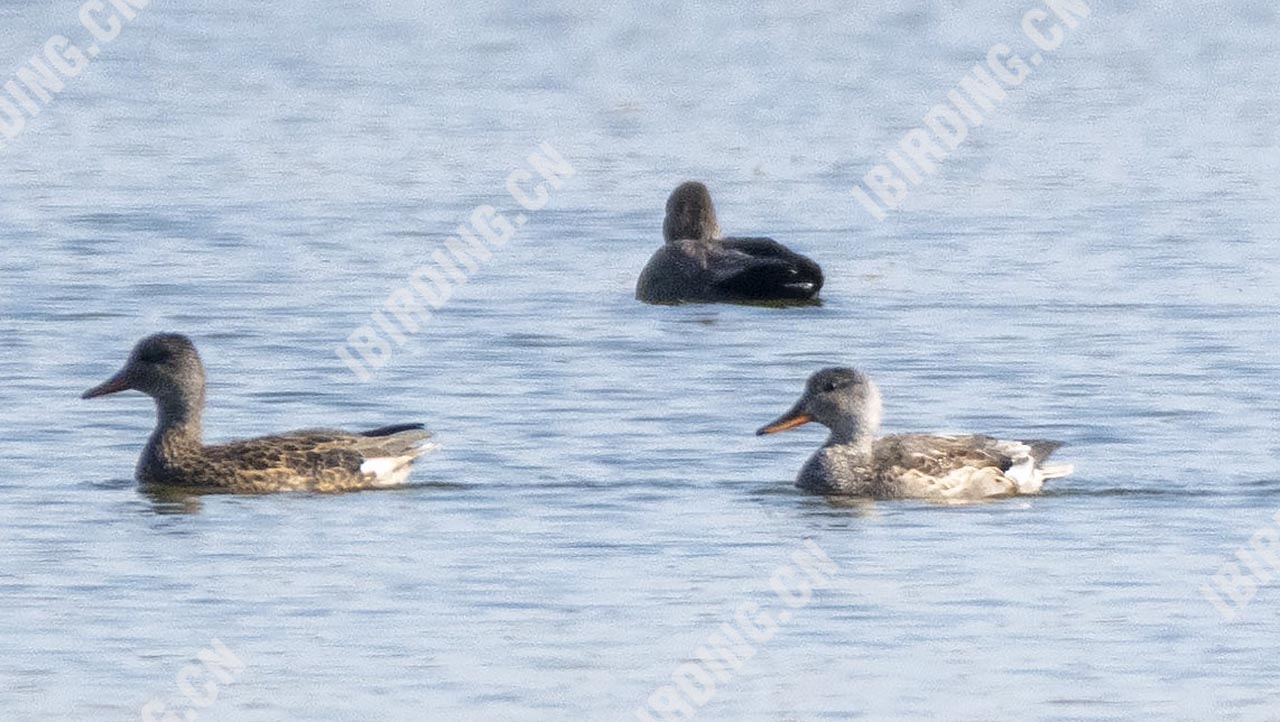 赤膀鸭 Gadwall